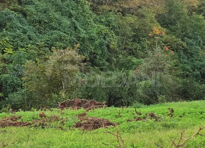 იყიდება მიწის ნაკვეთი 2307м² ქობულეთი - photo 7