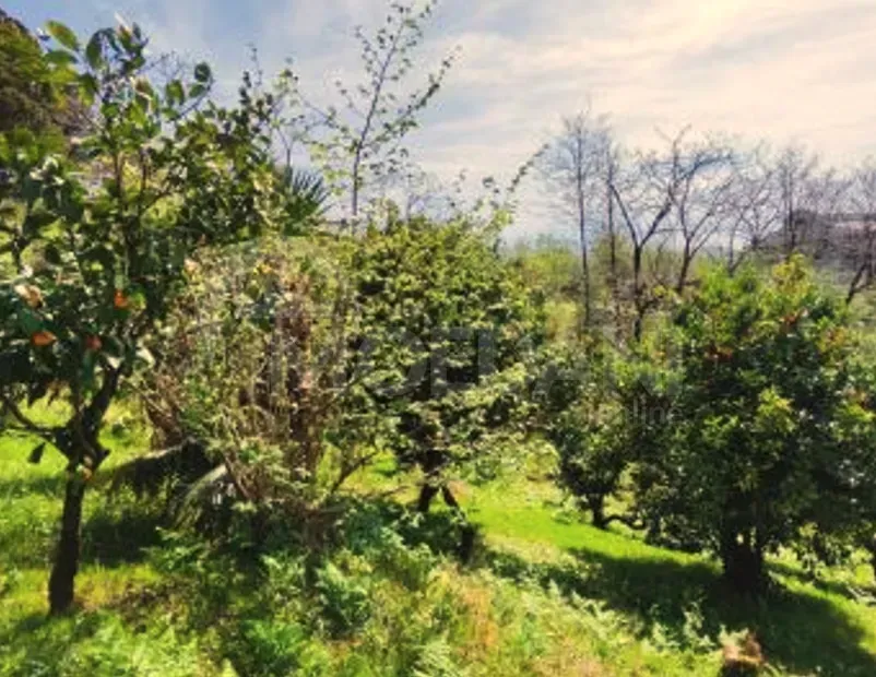 House for sale 4000м² Kobuleti - photo 3