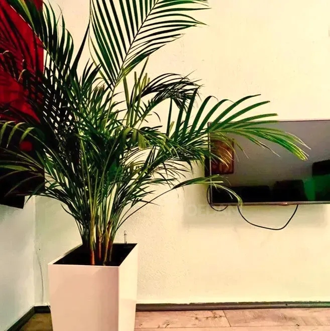 ქირავდება 3 ოთახიანი ბინა 75მ² 4/9 სართ თბილისი - photo 7