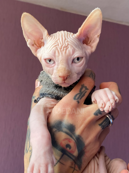 Canadian Sphynx kittens Tbilisi - photo 2