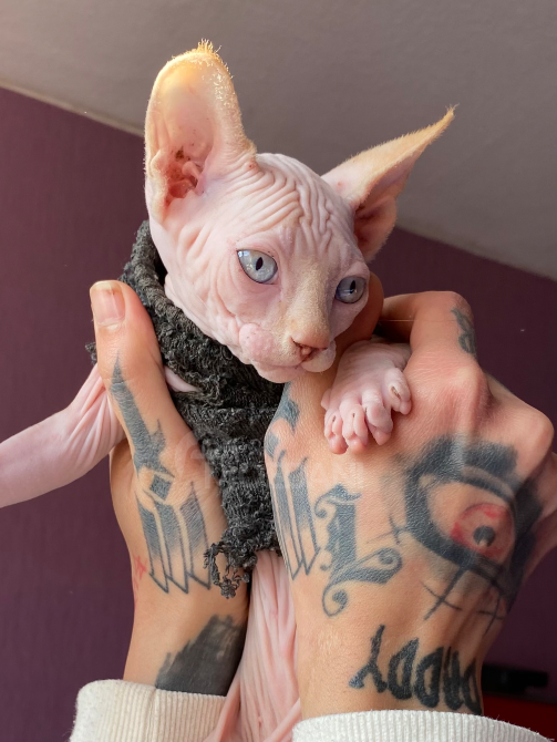 Canadian Sphynx kittens Tbilisi - photo 3