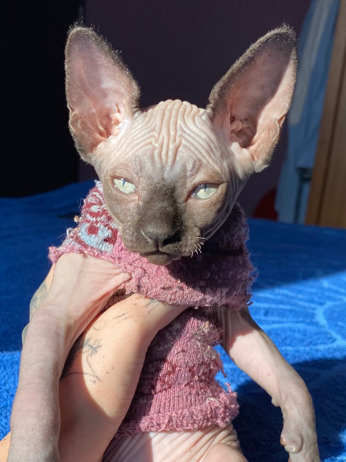 Canadian Sphynx kittens Tbilisi - photo 4