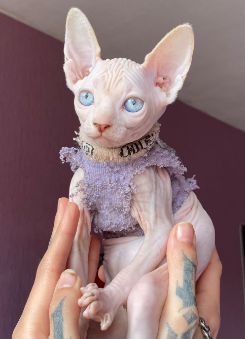 Canadian Sphynx kittens Tbilisi - photo 1