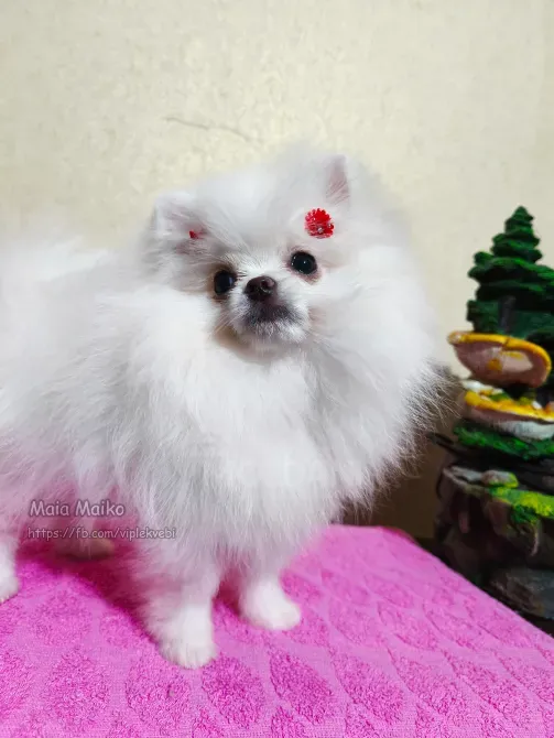 თეთრი პატარა პომერანიელი FCG-FCI მემკვიდრეობით. თბილისი - photo 2