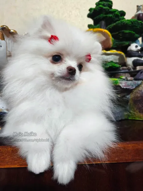 თეთრი პატარა პომერანიელი FCG-FCI მემკვიდრეობით. თბილისი - photo 1