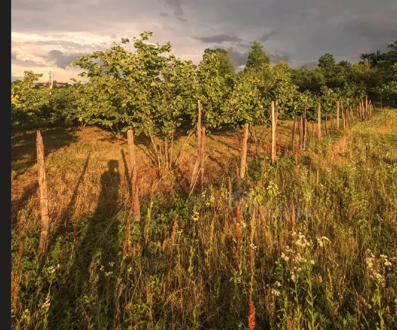 Продам земельный участок 2100м² Зестафони - изображение 6