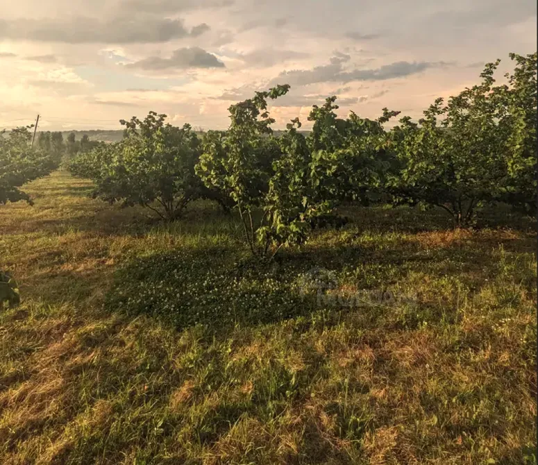 Продам земельный участок 2100м² Зестафони - изображение 10