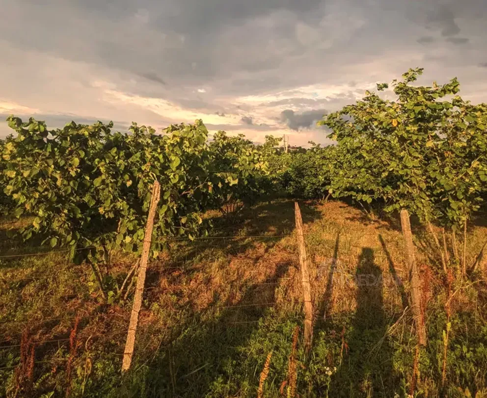 Продам земельный участок 2100м² Зестафони - изображение 11