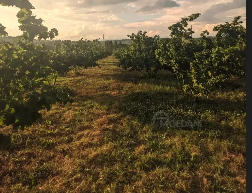 Продам земельный участок 2100м² Зестафони - изображение 3