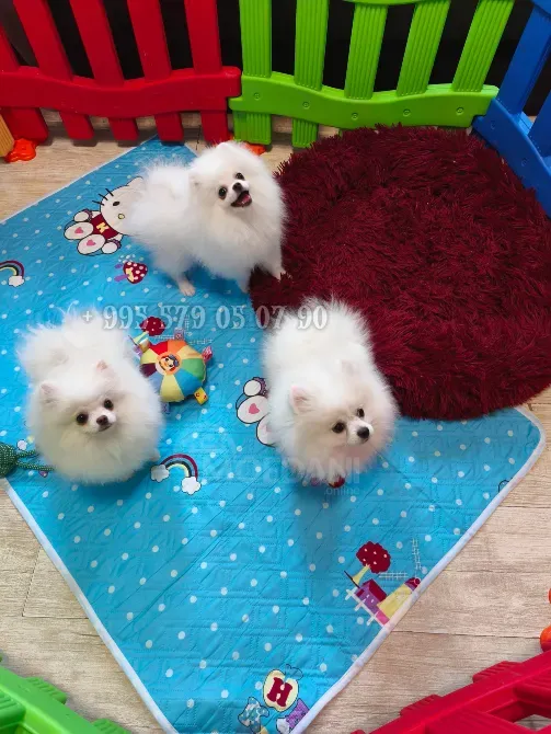 გთავაზობთ თეთრი მინი პომერანული ლეკვების ყიდვას. თბილისი - photo 2