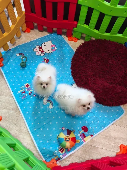 გთავაზობთ თეთრი მინი პომერანული ლეკვების ყიდვას. თბილისი - photo 1