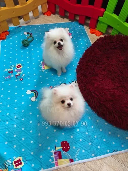 Თეთრი პომერანული შპიცის ლეკვები, ძუ და ხვადი. FCI-FCG საბუთებით. თბილისი - photo 2