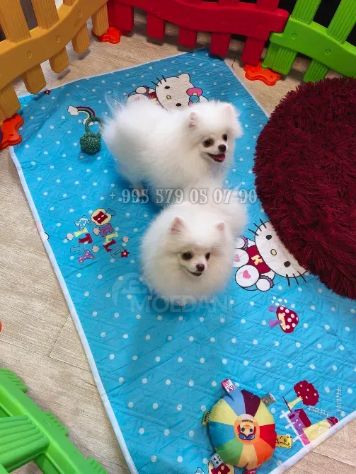 Თეთრი პომერანული შპიცის ლეკვები, ძუ და ხვადი. FCI-FCG საბუთებით. თბილისი - photo 3