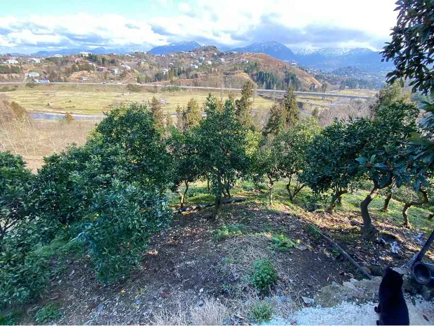 სახლი 1300м² ქობულეთი - photo 9