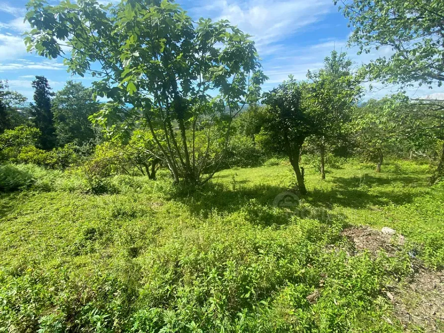 სახლი 3000м² ქობულეთი - photo 15