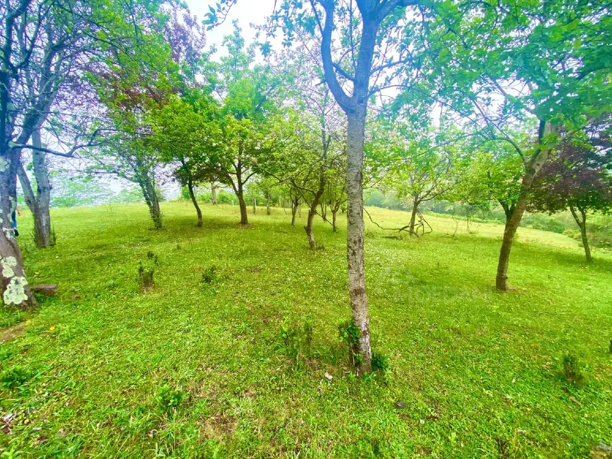 იყიდება მიწის ნაკვეთი 3300м² ქობულეთი - photo 6