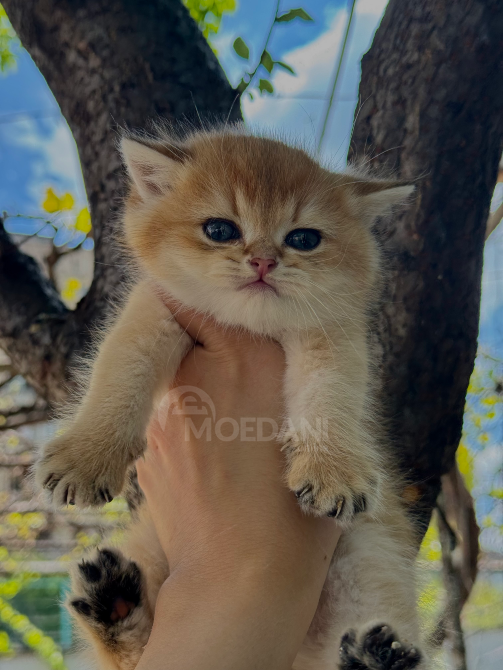 Ბრიტანული შინშილა თბილისი - photo 1