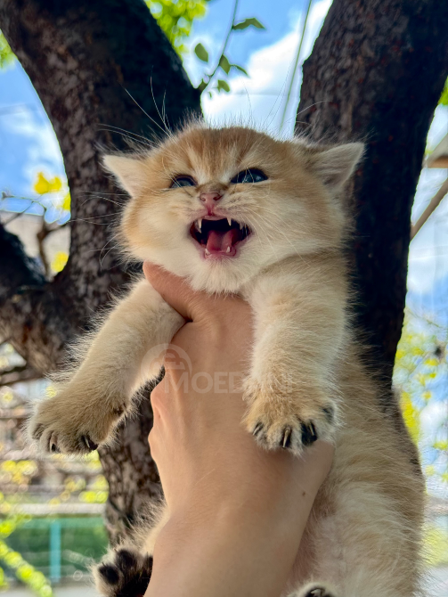 Ბრიტანული შინშილა თბილისი - photo 2