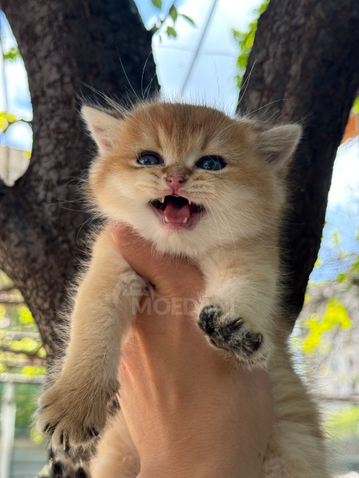 Ბრიტანული შინშილა თბილისი - photo 3