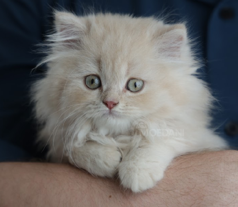 Scottish Fold and Straight Tbilisi - photo 1