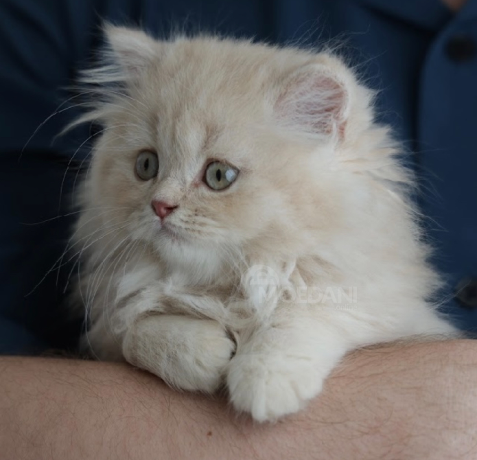 Scottish Fold and Straight Tbilisi - photo 2
