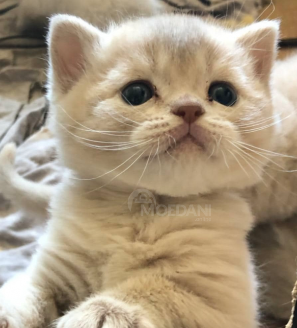 Scottish Fold and Straight Tbilisi - photo 6