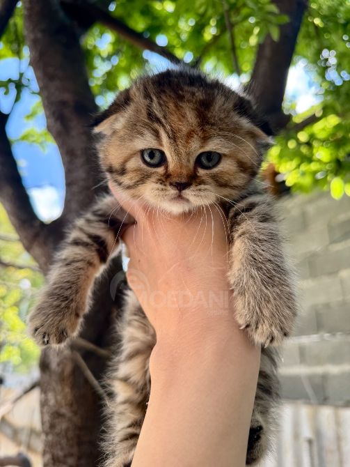 Scottish Fold and Straight Tbilisi - photo 4