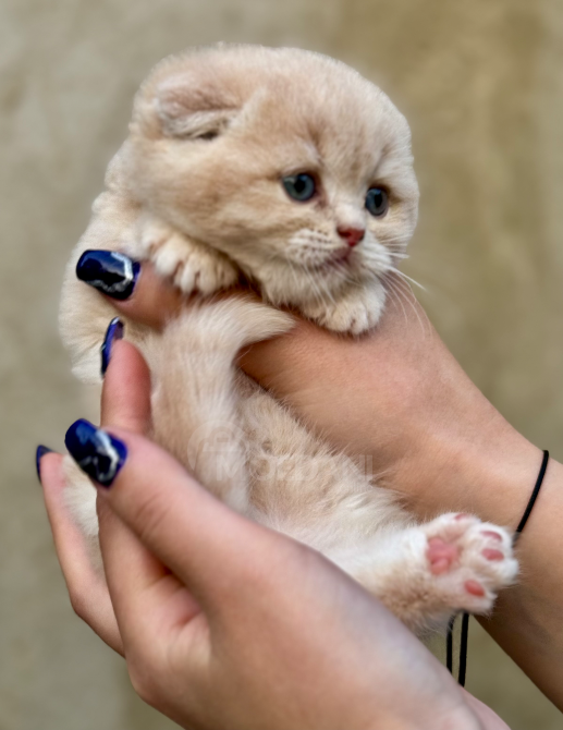 Scottish Fold and Straight Tbilisi - photo 8