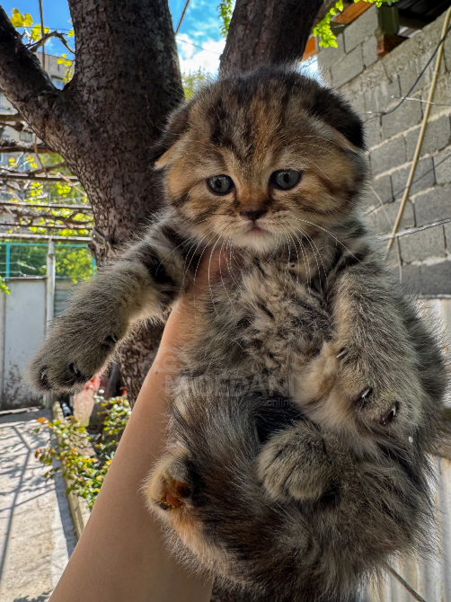 Scottish Fold and Straight Tbilisi - photo 5