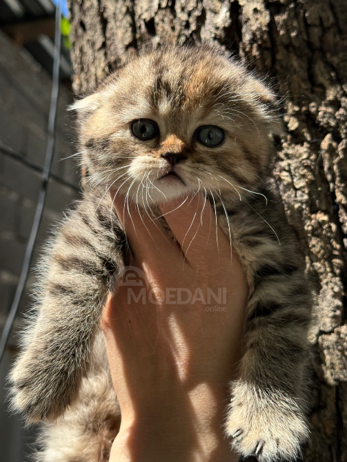 Scottish Fold and Straight Tbilisi - photo 3