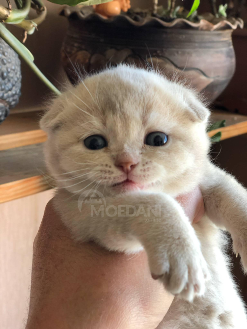 Scottish Fold and Straight Tbilisi - photo 7