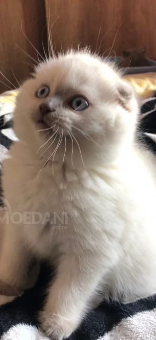 Scottish kittens Tbilisi - photo 4