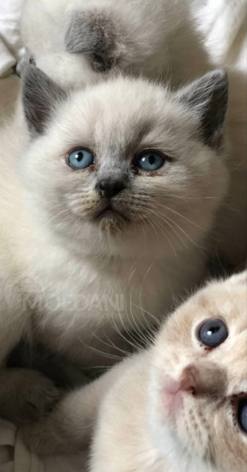 Scottish kittens Tbilisi - photo 5