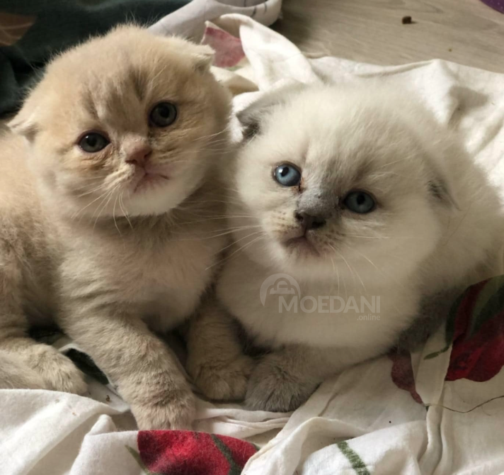 Scottish kittens Tbilisi - photo 1