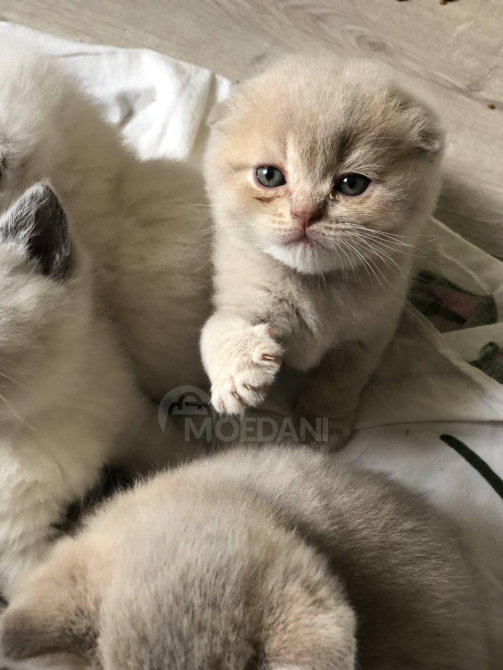 Scottish kittens Tbilisi - photo 2