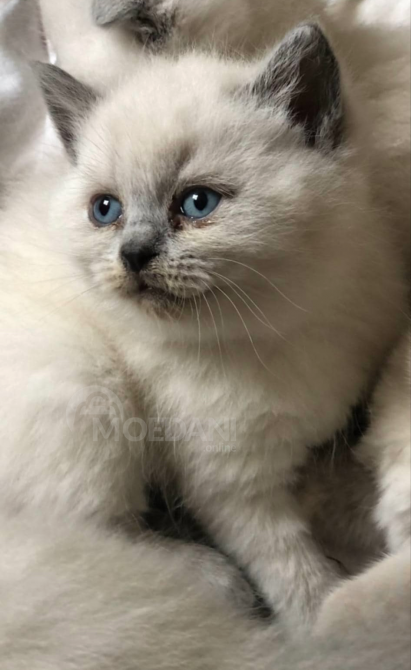 Scottish kittens Tbilisi - photo 6