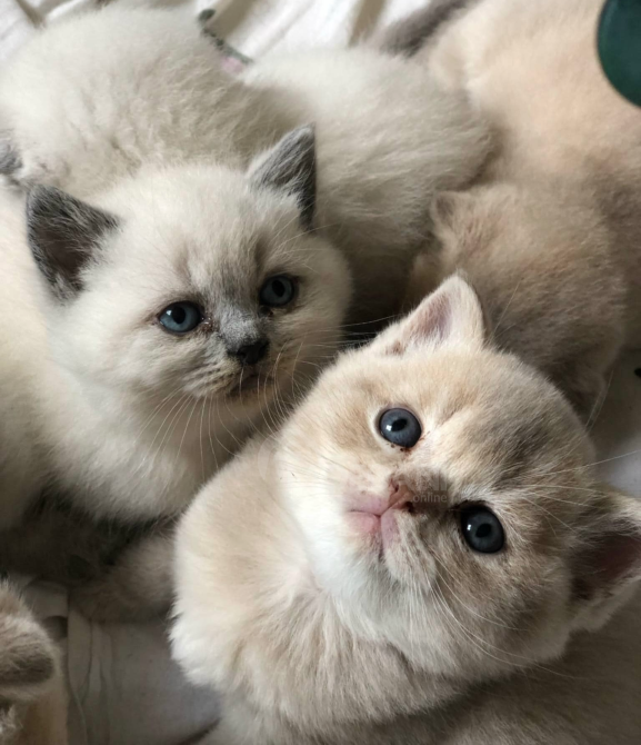 Scottish kittens Tbilisi - photo 3