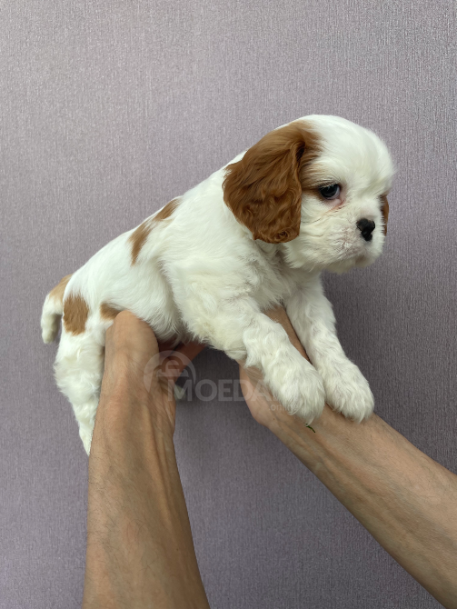 Კავალერ კინგ ჩარლზ სპანიელი თბილისი - photo 2