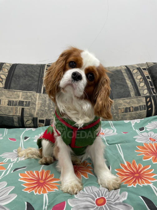 Კავალერ კინგ ჩარლზ სპანიელი თბილისი - photo 9