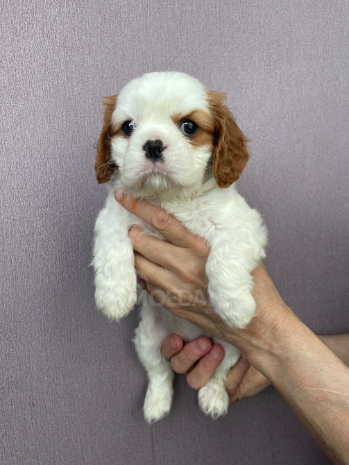 Კავალერ კინგ ჩარლზ სპანიელი თბილისი - photo 1