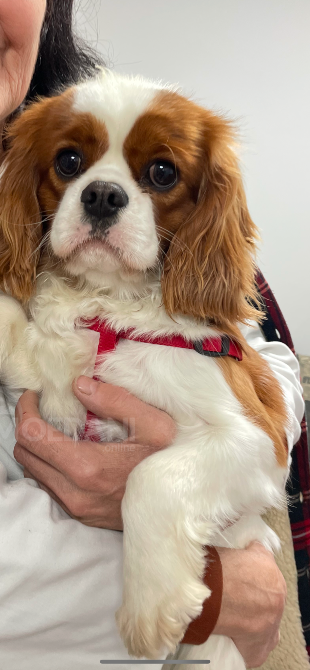 Კავალერ კინგ ჩარლზ სპანიელი თბილისი - photo 10