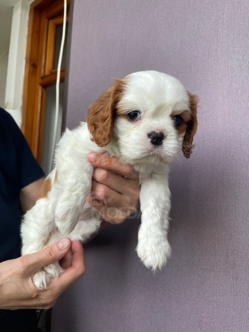 Კავალერ კინგ ჩარლზ სპანიელი თბილისი - photo 6