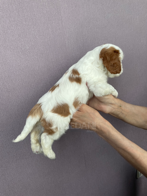 Კავალერ კინგ ჩარლზ სპანიელი თბილისი - photo 5