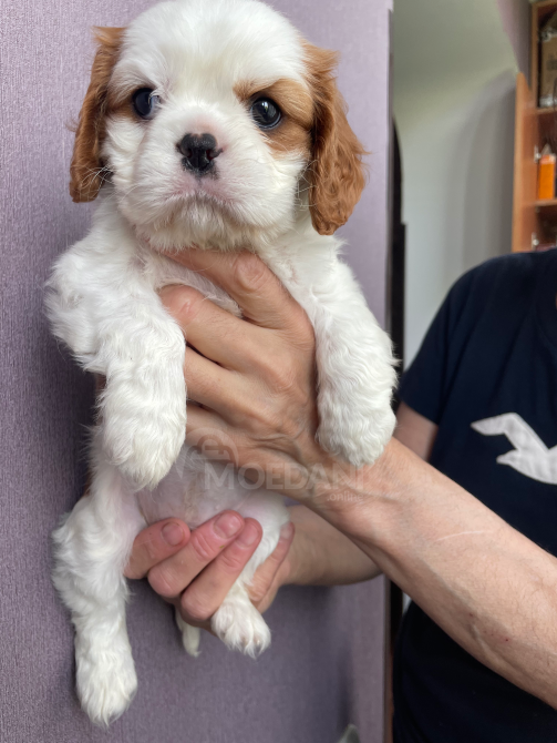 Კავალერ კინგ ჩარლზ სპანიელი თბილისი - photo 3