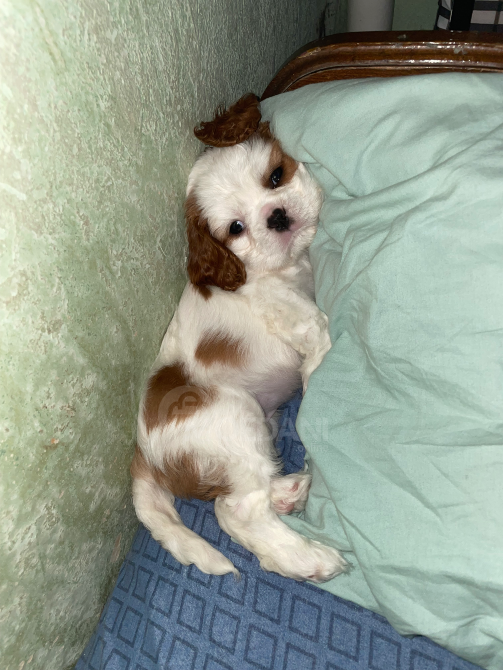 Კავალერ კინგ ჩარლზ სპანიელი თბილისი - photo 8