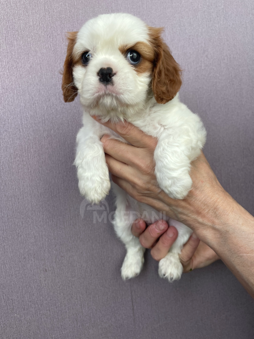 Კავალერ კინგ ჩარლზ სპანიელი თბილისი - photo 4