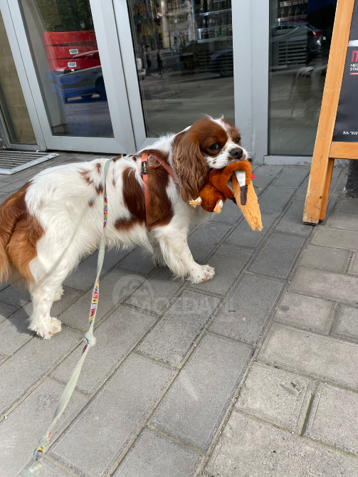Კავალერ კინგ ჩარლზ სპანიელი თბილისი - photo 11