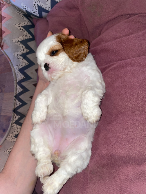 Კავალერ კინგ ჩარლზ სპანიელი თბილისი - photo 7