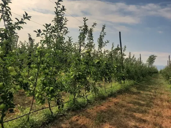 Продам земельный участок 14528м² Гори