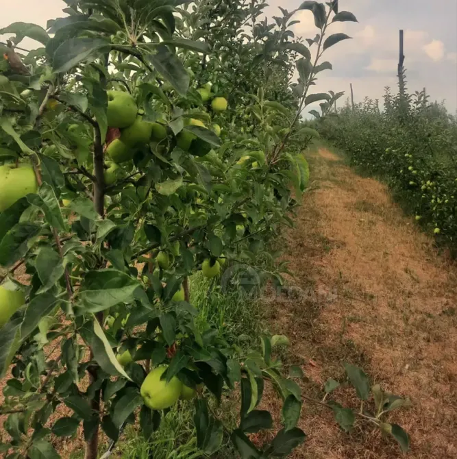 Продам земельный участок 14528м² Гори - изображение 4